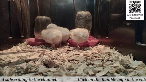 Baby Chick Cam