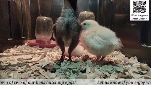 Baby Chick Cam