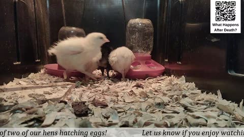 Baby Chick Cam