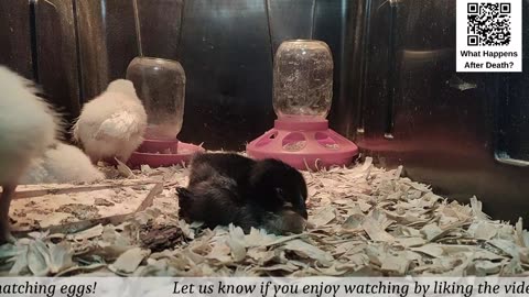 Baby Chick Cam