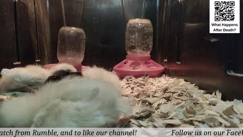 Baby Chick Cam