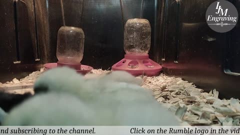 Baby Chick Cam