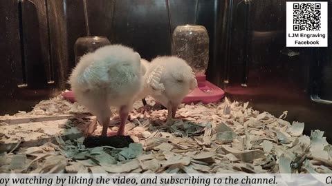 Baby Chick Cam