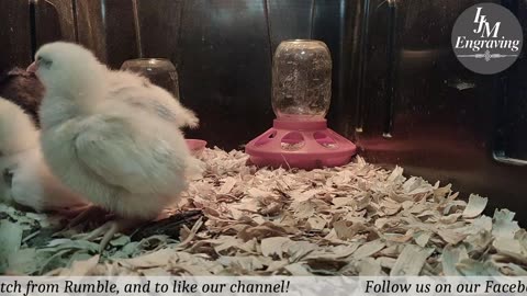 Baby Chick Cam