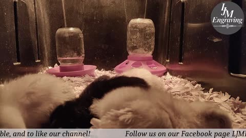 Baby Chick Cam