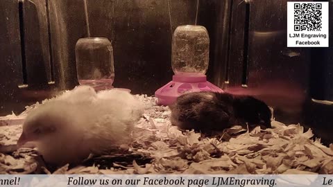 Baby Chick Cam