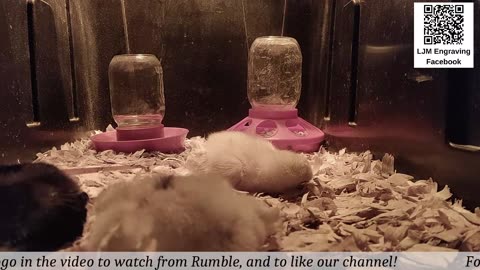 Baby Chick Cam