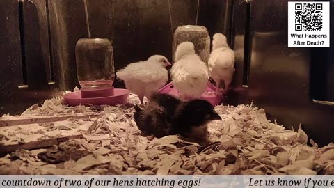 Baby Chick Cam