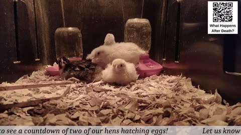 Baby Chick Cam