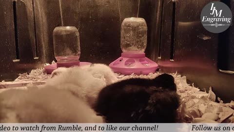 Baby Chick Cam