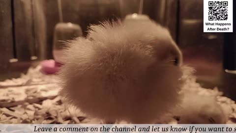 Baby Chick Cam