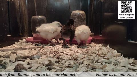 Baby Chick Cam