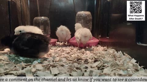 Baby Chick Cam