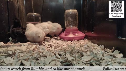 Baby Chick Cam