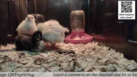 Baby Chick Cam