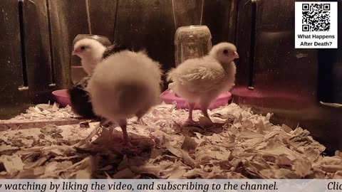 Baby Chick Cam