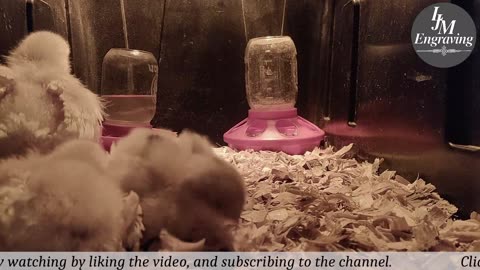 Baby Chick Cam