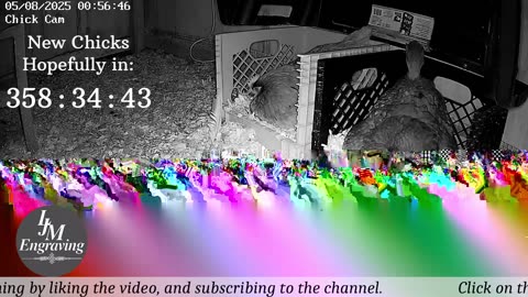 Baby Chick Cam