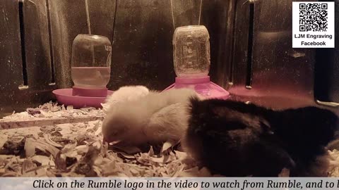 Baby Chick Cam