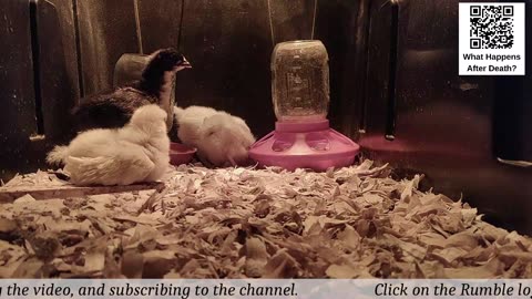 Baby Chick Cam