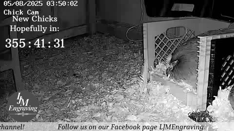 Baby Chick Cam