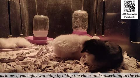 Baby Chick Cam