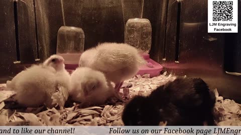 Baby Chick Cam