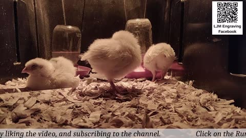 Baby Chick Cam