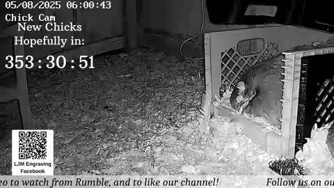 Baby Chick Cam