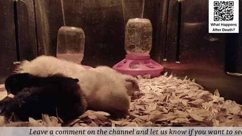Baby Chick Cam