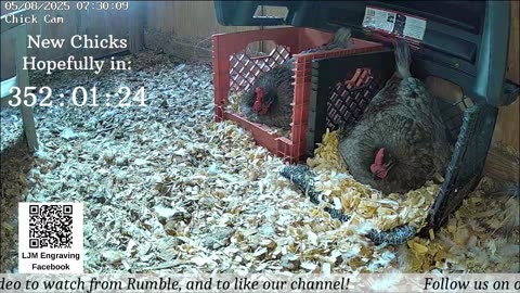 Baby Chick Cam
