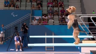 Doogy Olympics.