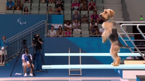 Doogy Olympics.