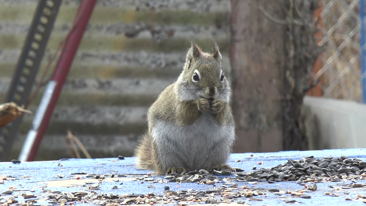 Rocky eating seeds