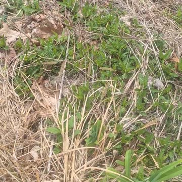 Rescued this painted turtle out of the road and brought it the rest of it's way