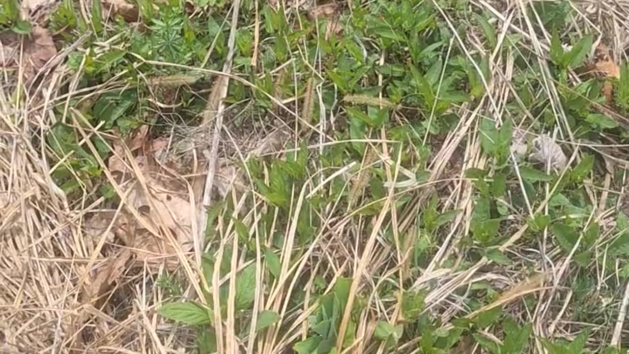 Rescued this painted turtle out of the road and brought it the rest of it's way