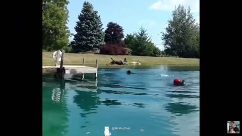 The funniest things animals do