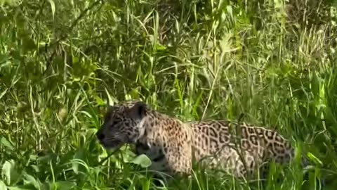 Jaguar Hunts Crocodile in Wild River | Rare Wildlife Encounter