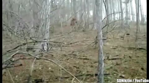 Les rencontres les plus folles avec Bigfoot jamais filmées