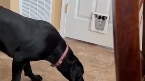 😂👀 The Most Epic 'Hi' You'll Ever See | FunFM