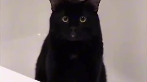 Meow