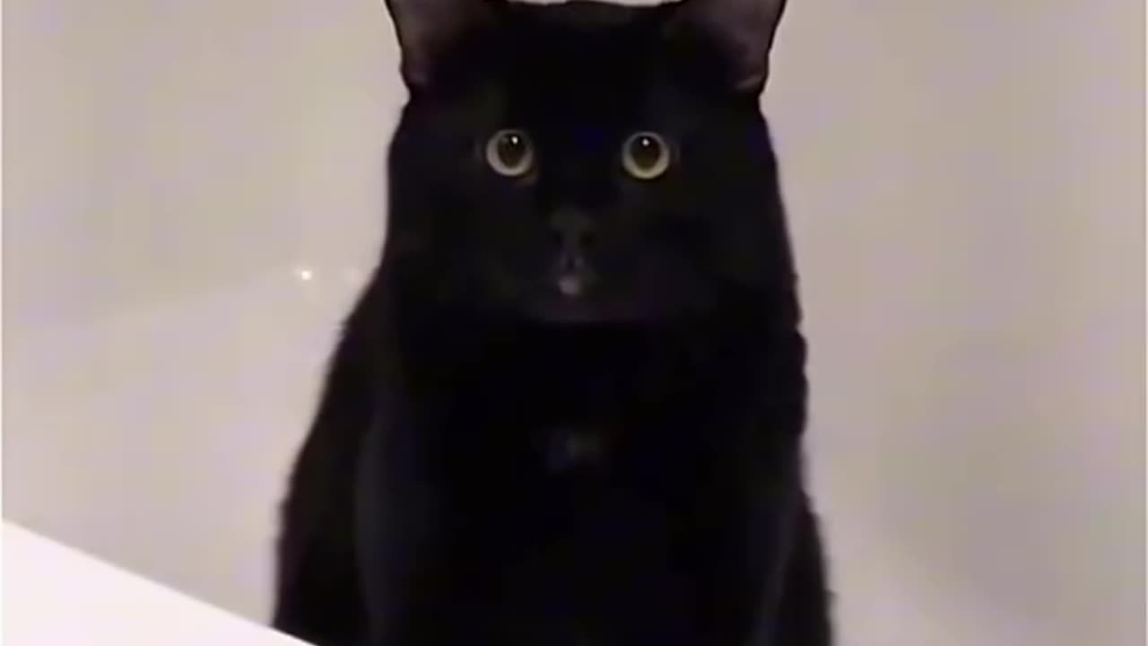 Meow