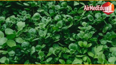 41 Beneficios de las Hojas de Berro