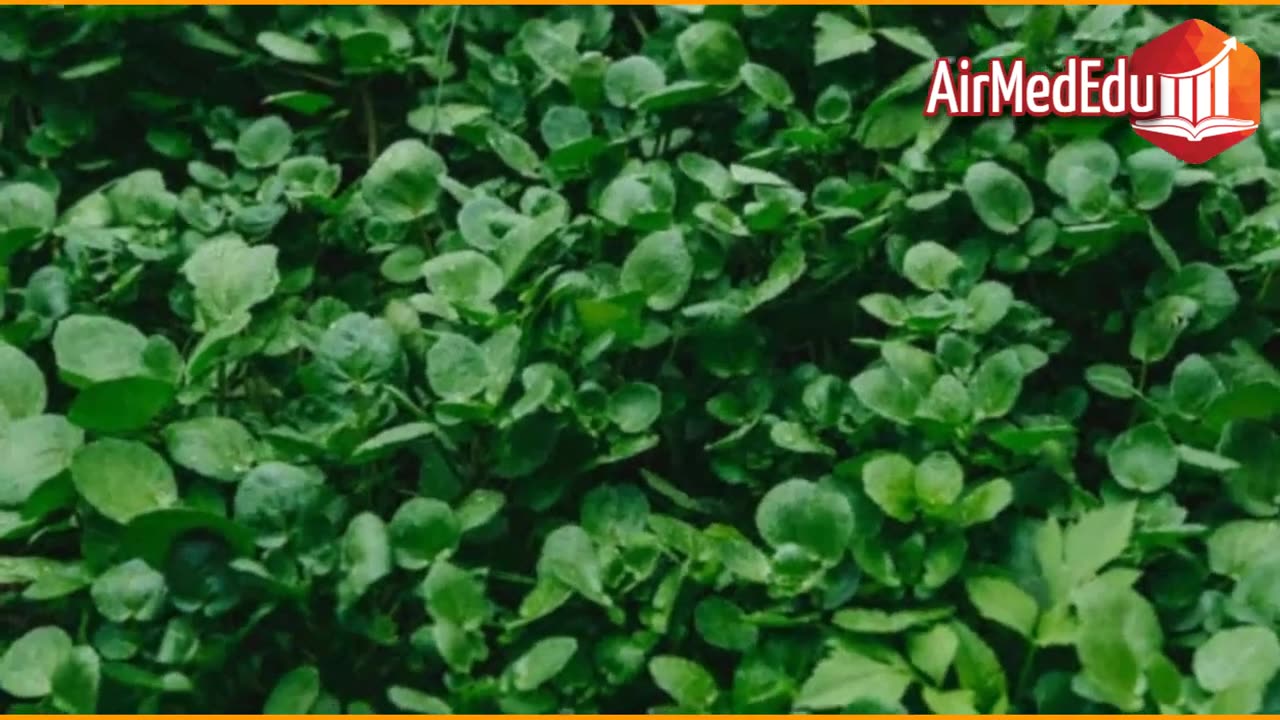 41 Beneficios de las Hojas de Berro