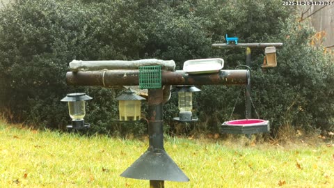 Bird Feeder in Western Maryland USA