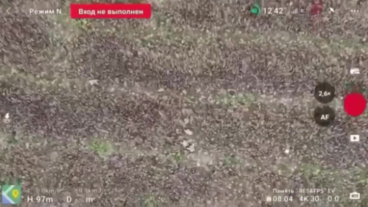 Goooooal! Four acorn hunters