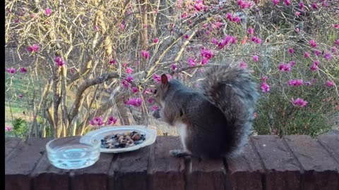 Watch this cute and adorable Mika the squirrel she was waiting for me on the chair happy to see her