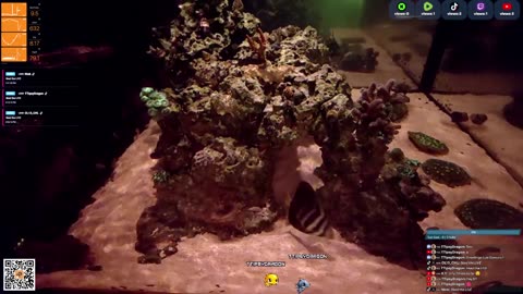 24/7 Real Live Reef Stream