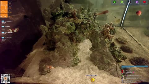 24/7 Real Live Reef Stream