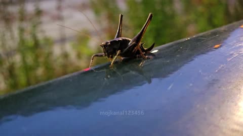 Podkrzewin szary (Pholidoptera griseoaptera)